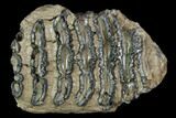 Partial, Southern Mammoth Molar - Hungary #123665-1
